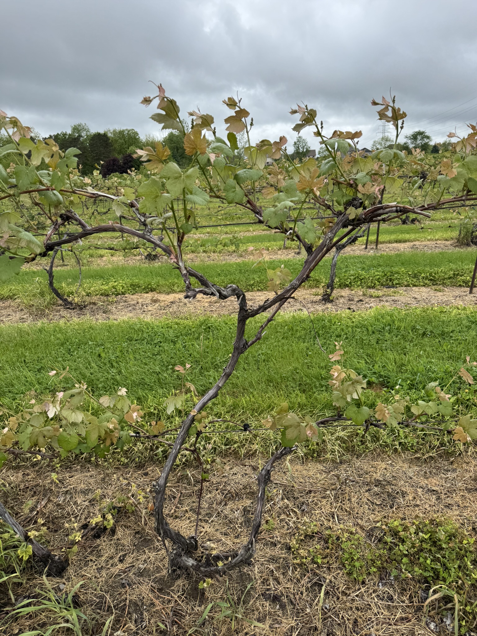 Photo 5 Grape Scouting report 5-28-2025.jpg